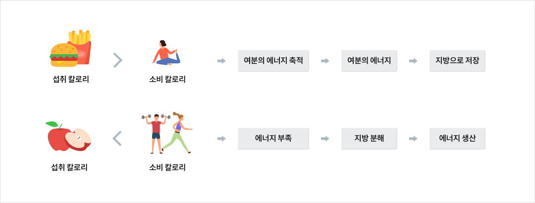 [섭취칼로리 > 소비 칼로리] - 여분의 에너지 축적, 여분의 에너지, 지방으로 저장 / [섭취칼로리 < 소비칼로리] - 에너지 부족, 지방분해, 에너지 생산