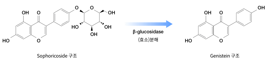 소포리코사이드(Shoporicoside)구조 / 제니스테인(Genistein) 구조