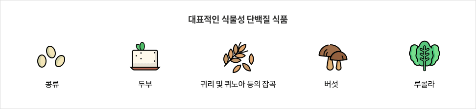 대표적인 식물성 단백질 식품 - 콩류 / 두부 / 귀리 및 퀴노아 등의 잡곡 / 버섯 / 루콜라