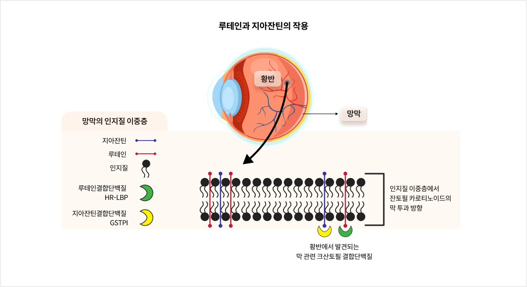 루테인과 지아잔틴의 작용