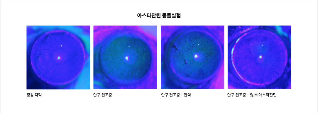 아스타잔틴 동물실험