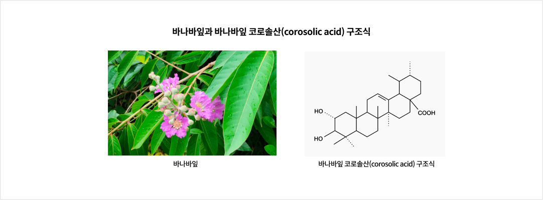 바나바잎과 바나바잎 코로솔산 구조식