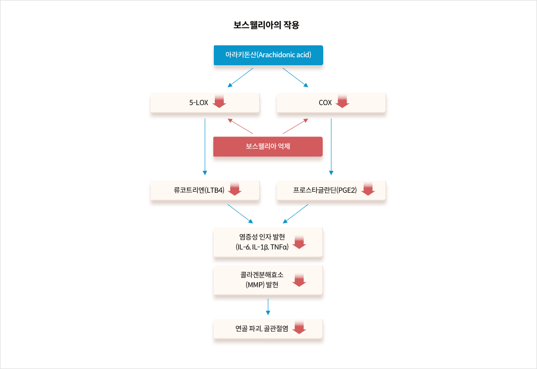 보스웰리아의 작용