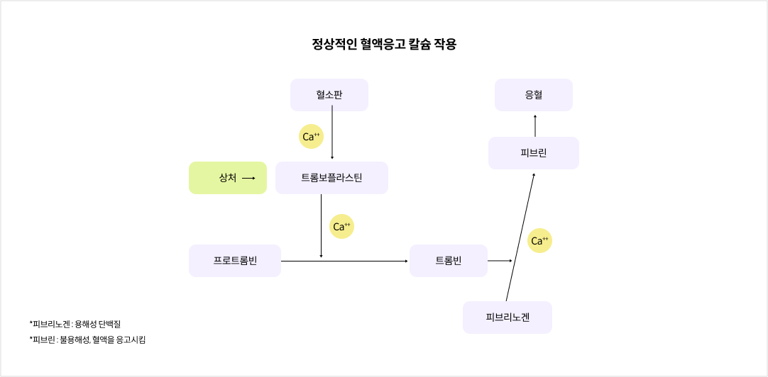 정상적인 혈액응고 칼슘 작용