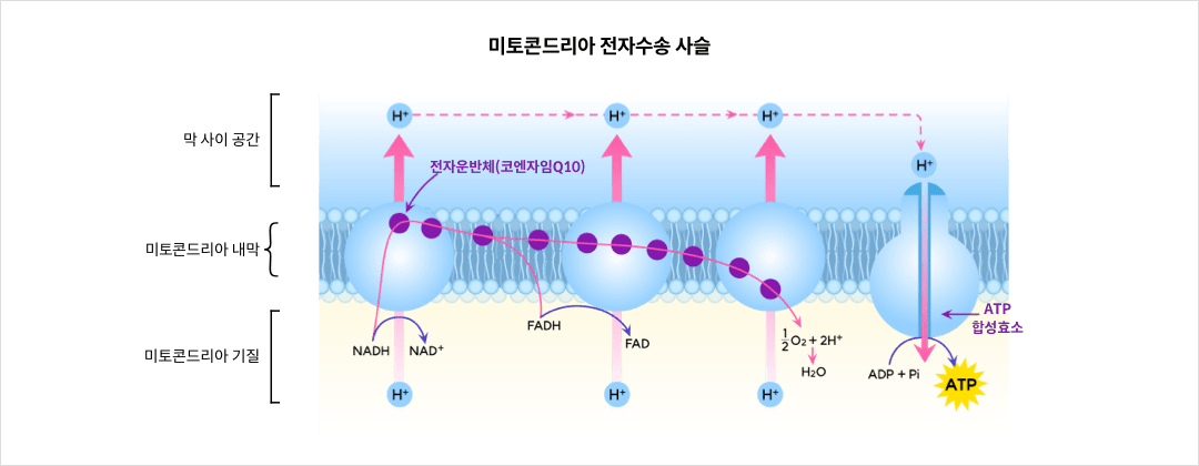 미토콘드리아 전자수송 사슬