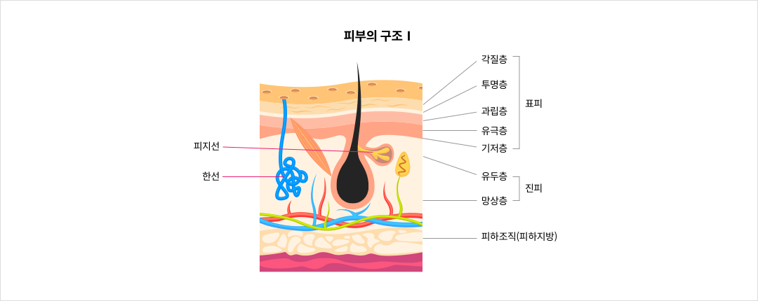 피부의 구조Ⅰ