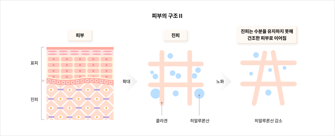 피부의 구조Ⅱ