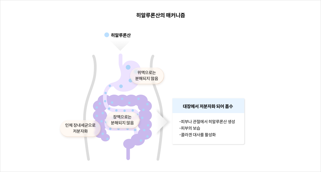 히알루론산의 매커니즘