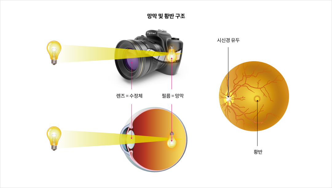 망막 및 황반 구조