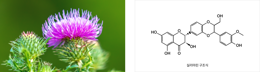 밀크씨슬과 실리마린 구조식
