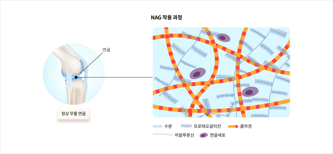 NAG 작용 과정