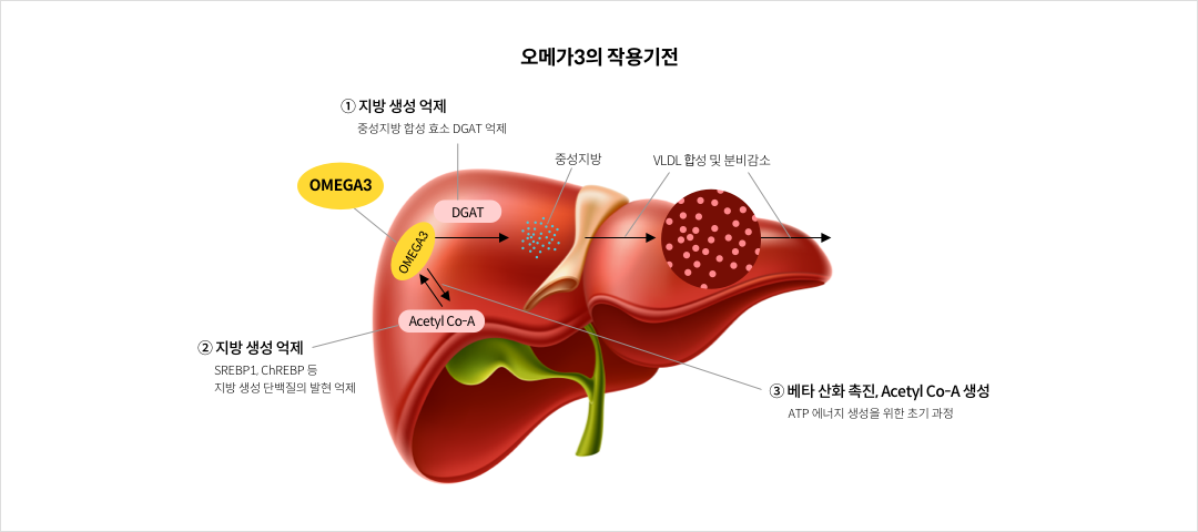 오메가3의 작용 기전