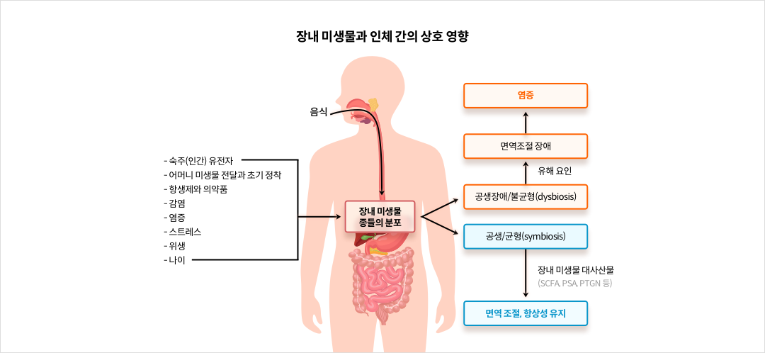 장내 미생물과 인체 간의 상호 영향