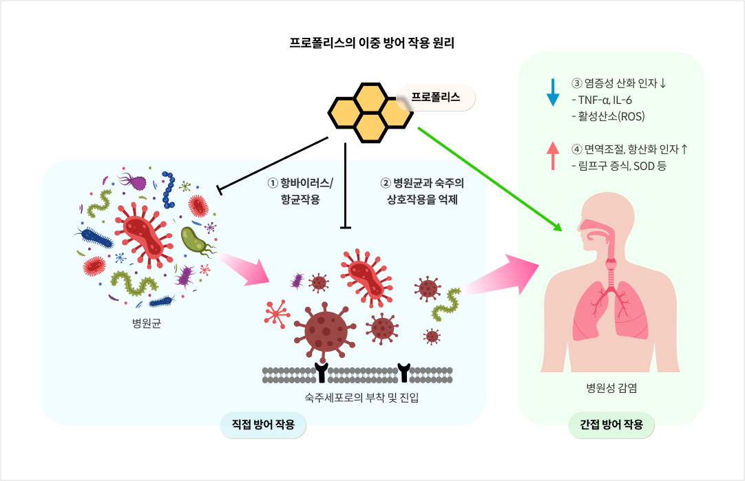 프로폴리스의 이중 방어 작용 원리