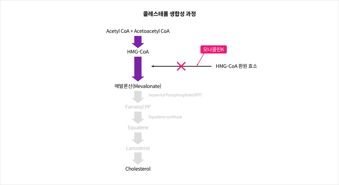 콜레스테롤 생합성 과정중 모나콜린K의 작용