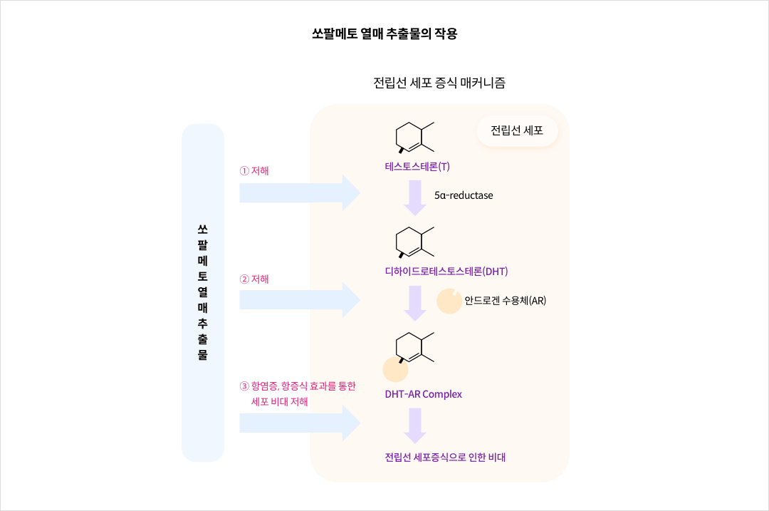 쏘팔메토 열매 추출물의 작용