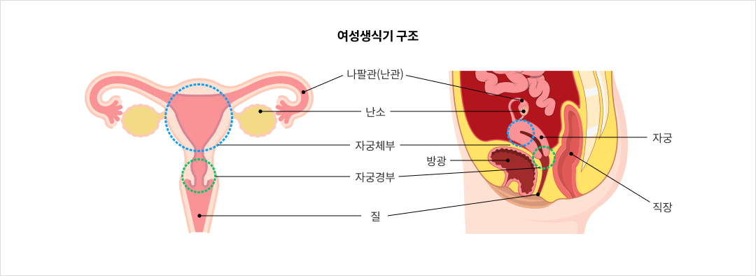 여성생식기 구조