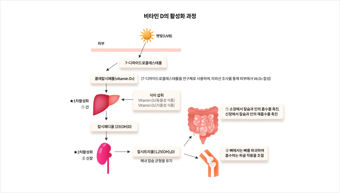 비타민 D의 활성화 과정