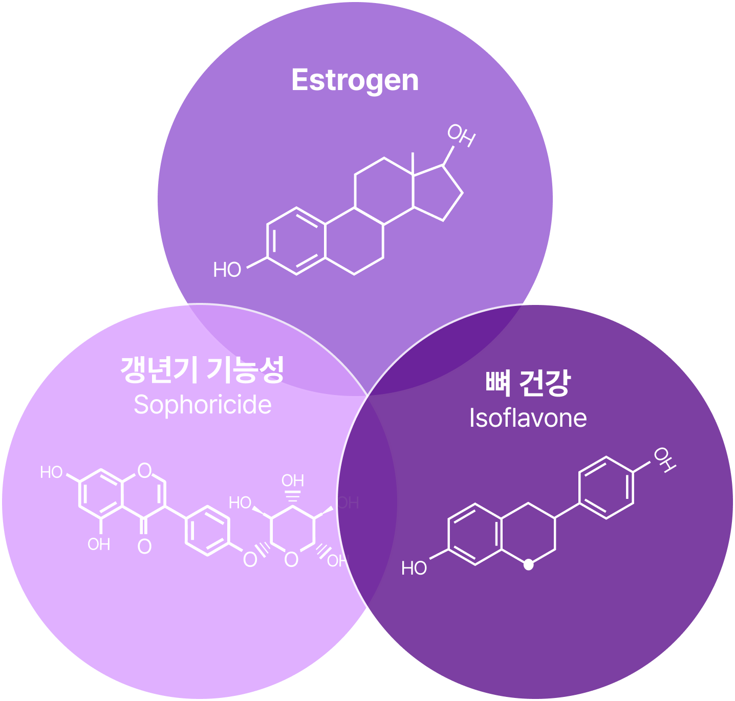 여성호르몬 에스트로겐
            활성화