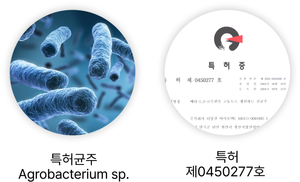 특허균주 Agrobacterium sp. 특허 제0450277호. 특허받은 개별인정형 원료 발효 베타글루칸