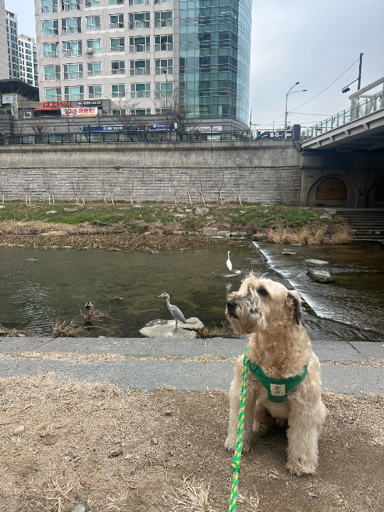 디페토 알티지 오메가3 미니 | 베스트 고객후기 뉴트리원